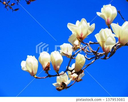A scene of white magnolias against a blue sky at Lilia Park (Kawaguchi West Park) in Kawaguchi City, Saitama Prefecture (photographed in 2026). 137953081