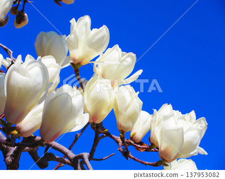埼玉縣川口市莉莉亞公園（川口西公園）藍天下盛開的白色玉蘭花（攝於 2026 年）。 137953082
