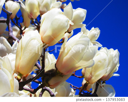 A scene of white magnolias against a blue sky at Lilia Park (Kawaguchi West Park) in Kawaguchi City, Saitama Prefecture (photographed in 2026). 137953083