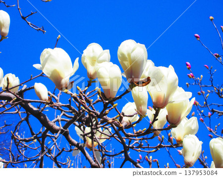 A scene of white magnolias against a blue sky at Lilia Park (Kawaguchi West Park) in Kawaguchi City, Saitama Prefecture (photographed in 2026). 137953084