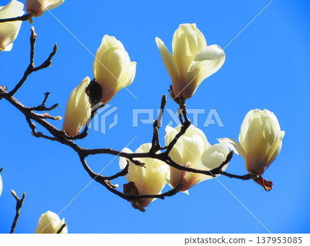 A scene of white magnolias against a blue sky at Lilia Park (Kawaguchi West Park) in Kawaguchi City, Saitama Prefecture (photographed in 2026). 137953085