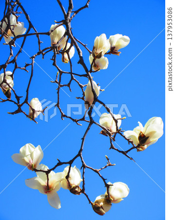 A scene of white magnolias against a blue sky at Lilia Park (Kawaguchi West Park) in Kawaguchi City, Saitama Prefecture (photographed in 2026). 137953086