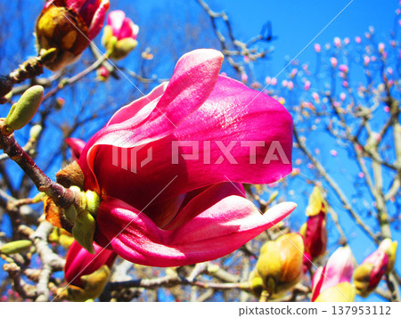 A scene of magnolias and a blue sky at Lilia Park (Kawaguchi West Park) in Kawaguchi City, Saitama Prefecture (photographed in 2026). A scene of magnolias and a blue sky at Lilia Park (Kawaguchi West Park) in Kawaguchi City, Saitama Prefecture (photographed in 2026). 137953112