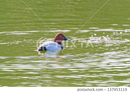 潛水鴨 Anatidae 普通紅頭潛鴨（雄性） 137953119