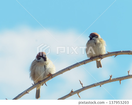 Sparrows on a sunny day Sparrows on a sunny day 137953203