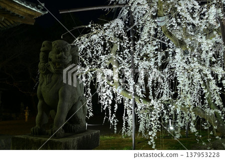 夜幕下,垂枝櫻花熠熠生輝 夜幕下,垂枝櫻花熠熠生輝 137953228