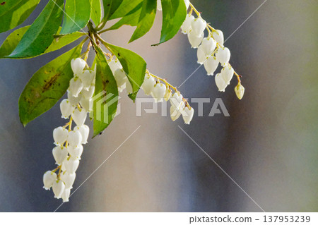 杜鵑花科的開花 杜鵑花科的開花 137953239
