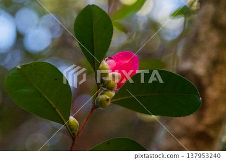 山茶花的紅色花朵 山茶花的紅色花朵 137953240