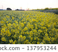 Dawn over a field of rapeseed flowers 137953244
