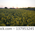 Dawn over a field of rapeseed flowers 137953245
