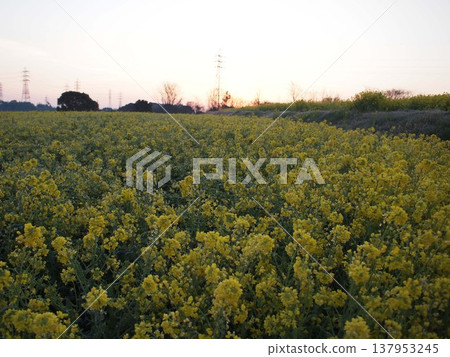 黎明時分，油菜花田上空。 137953245