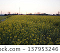 Dawn over a field of rapeseed flowers 137953246