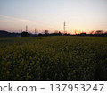 Dawn over a field of rapeseed flowers 137953247