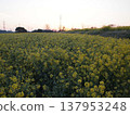 Dawn over a field of rapeseed flowers 137953248