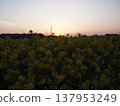 Dawn over a field of rapeseed flowers 137953249