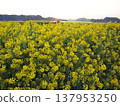 Dawn over a field of rapeseed flowers 137953250