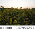 Dawn over a field of rapeseed flowers 137953251