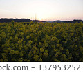 Dawn over a field of rapeseed flowers 137953252