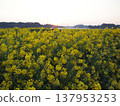Dawn over a field of rapeseed flowers 137953253
