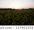 Dawn over a field of rapeseed flowers 137953254