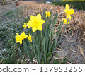 Yellow daffodils 137953255
