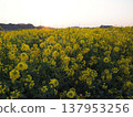 Dawn over a field of rapeseed flowers 137953256