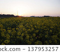 Dawn over a field of rapeseed flowers 137953257