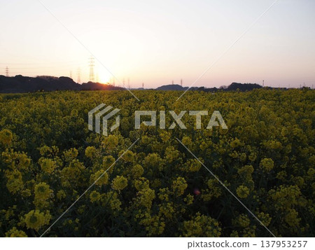 黎明時分，油菜花田上空。 137953257