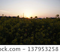 Dawn over a field of rapeseed flowers 137953258
