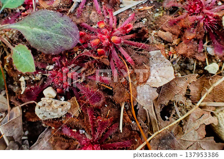 Carnivorous plant, Droseraceae, Sundew 137953386