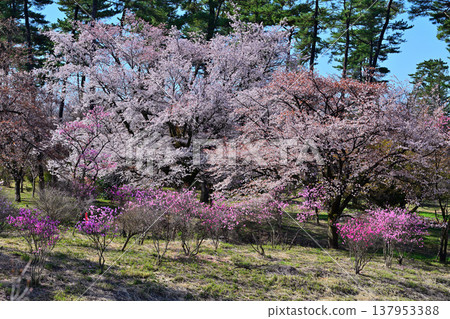 Akaya rhododendrons and cherry blossoms at the foot of Mt. Akagi, Maebashi City, Gunma Prefecture 137953388