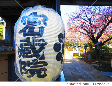 Various scenes of Mitsuzoin Temple in Kawaguchi City, Saitama Prefecture (photographed in March 2026) 137953426