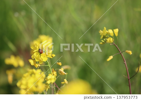Seven-spotted ladybug resting on rape blossoms 137953773