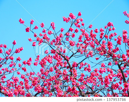 從埼玉縣河口市光藏院眺望台灣櫻花和藍天。 137953786