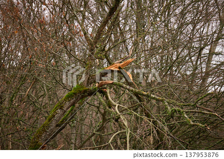 A snapped tree branch covered in green moss within a deciduous forest during the off-season A snapped tree branch covered in green moss within a deciduous forest during the off-season 137953876