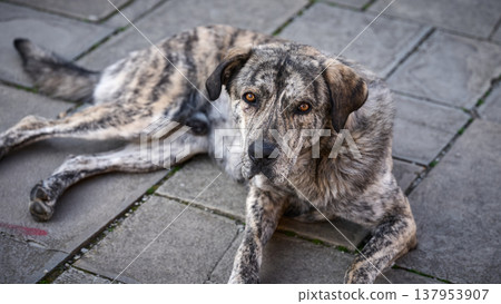 Direct gaze portrait of a mixed breed street dog with amber eyes on gray paving stones Direct gaze portrait of a mixed breed street dog with amber eyes on gray paving stones 137953907