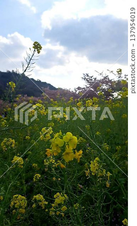 開花在山的黃色花 開花在山的黃色花 137954019