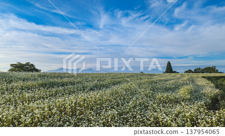 Yamamotoyama Plateau: Buckwheat fields in full bloom and the Echigo Sanzan mountains. 137954065