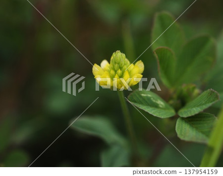 The yellow flowers of Trifolium dubium have begun to bloom along the Arakawa River embankment in spring. The yellow flowers of Trifolium dubium have begun to bloom along the Arakawa River embankment in spring. 137954159