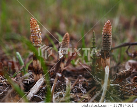 馬尾草在荒川河岸邊預示著春天的到來 馬尾草在荒川河岸邊預示著春天的到來 137954161