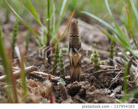 馬尾草在荒川河岸邊預示著春天的到來 137954163