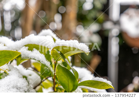 Snow-covered rose flower 137954227