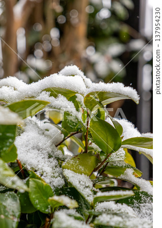 山茶花葉片上積滿了雪 山茶花葉片上積滿了雪 137954230