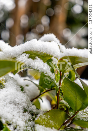 Snow piled on camellia leaves Snow piled on camellia leaves 137954231