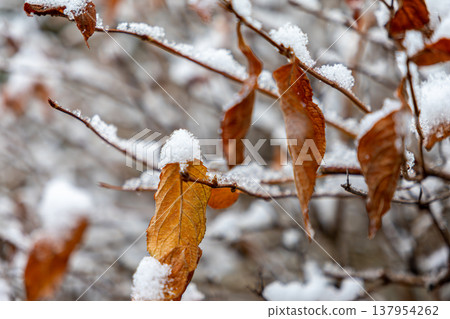 積雪覆蓋的葉子 137954262