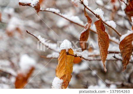 Snow covered leaves 137954263