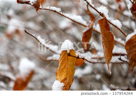 Snow covered leaves 137954264