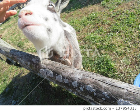 山羊 137954313