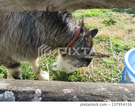 Goat Goat 137954316