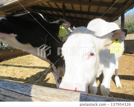 Cow Cow 137954326